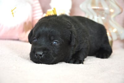 Les chiots de Labrador Retriever