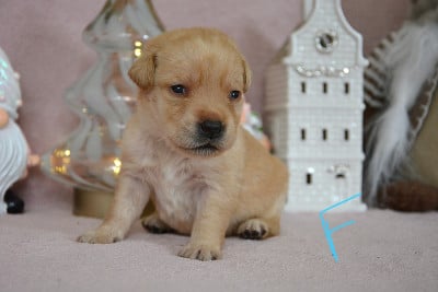 Les chiots de Labrador Retriever