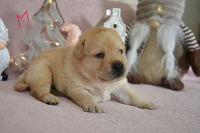 Les chiots de Labrador Retriever