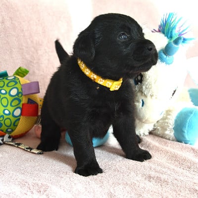 Les chiots de Labrador Retriever