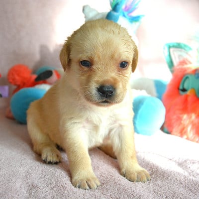 Les chiots de Labrador Retriever