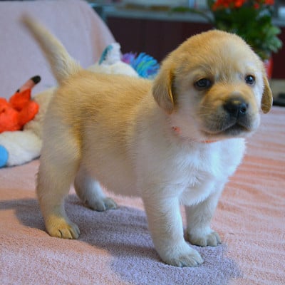 Les chiots de Labrador Retriever