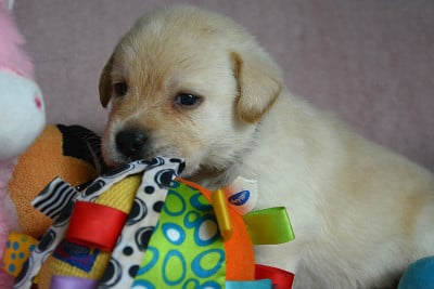 Les chiots de Labrador Retriever