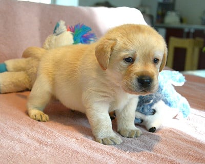 Les chiots de Labrador Retriever