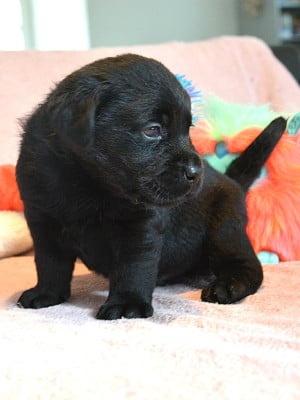 Les chiots de Labrador Retriever