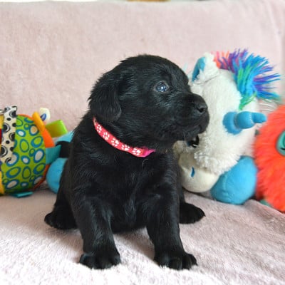 Les chiots de Labrador Retriever