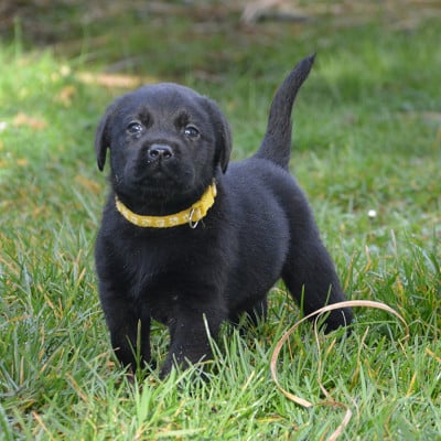 Les chiots de Labrador Retriever