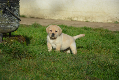 Les chiots de Labrador Retriever