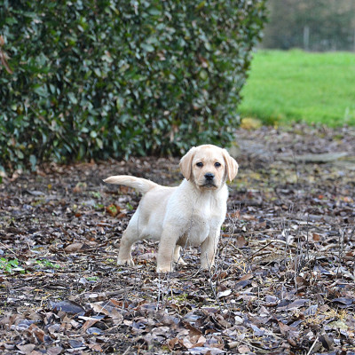 Les chiots de Labrador Retriever