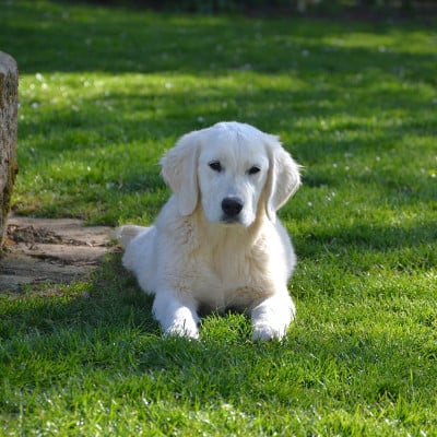 Les chiots de Golden Retriever