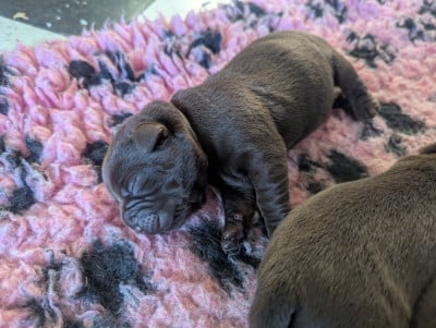 Les chiots de Labrador Retriever