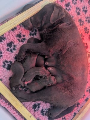 Les chiots de Labrador Retriever