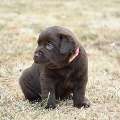Les chiots de Labrador Retriever