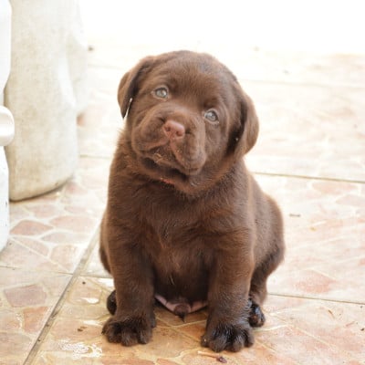 Les chiots de Labrador Retriever