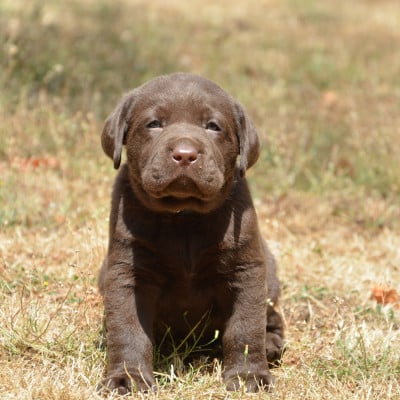 Les chiots de Labrador Retriever