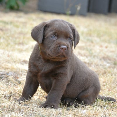 Les chiots de Labrador Retriever