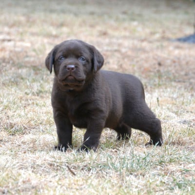 Les chiots de Labrador Retriever