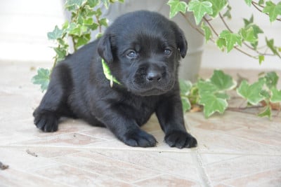 Les chiots de Labrador Retriever