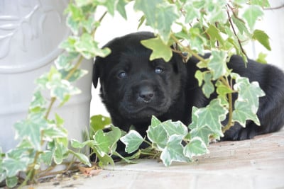 Les chiots de Labrador Retriever