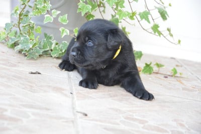 Les chiots de Labrador Retriever
