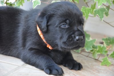 Les chiots de Labrador Retriever