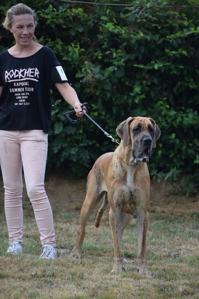 V'ymir Du Jardin Des Dragons