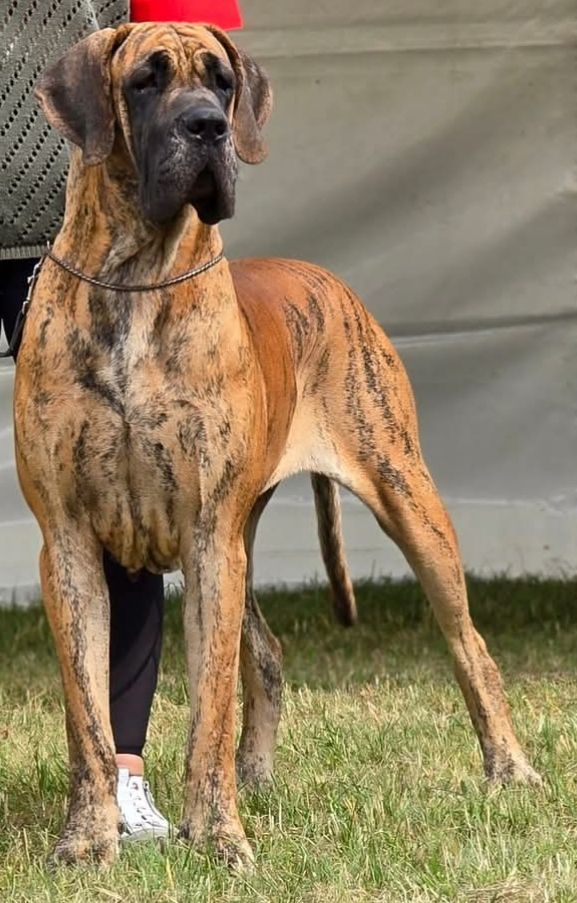 CH. Tefity Du Jardin Des Dragons