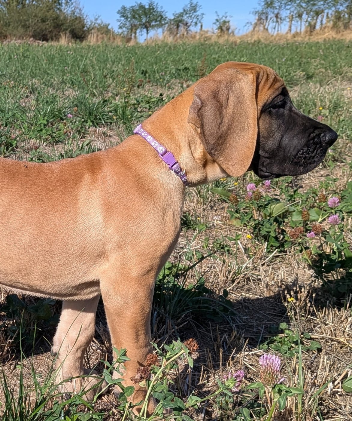 Biouti - Dogue allemand