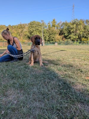 Les chiots de Dogue allemand