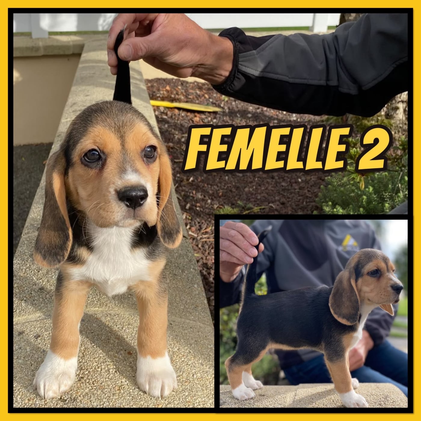 femelle 2 - Beagle