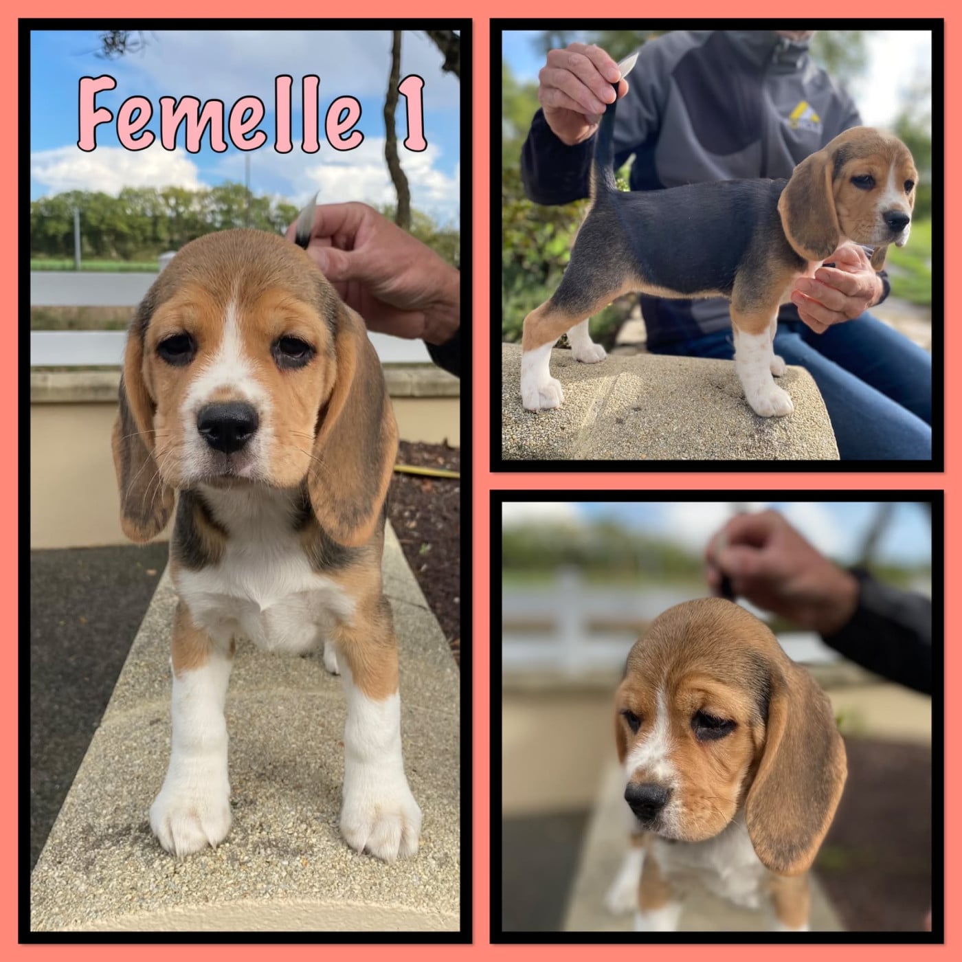femelle 1 - Beagle