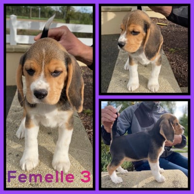 Beagle
