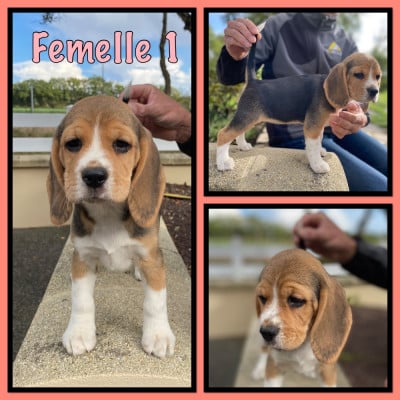 Les chiots de Beagle
