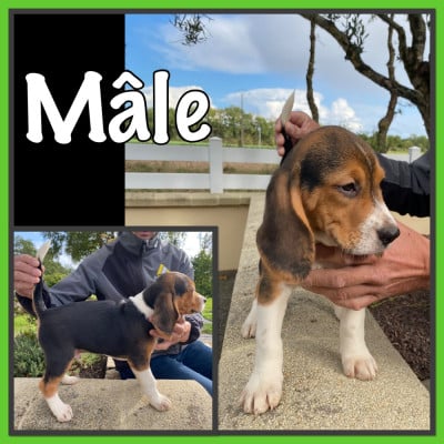 Les chiots de Beagle