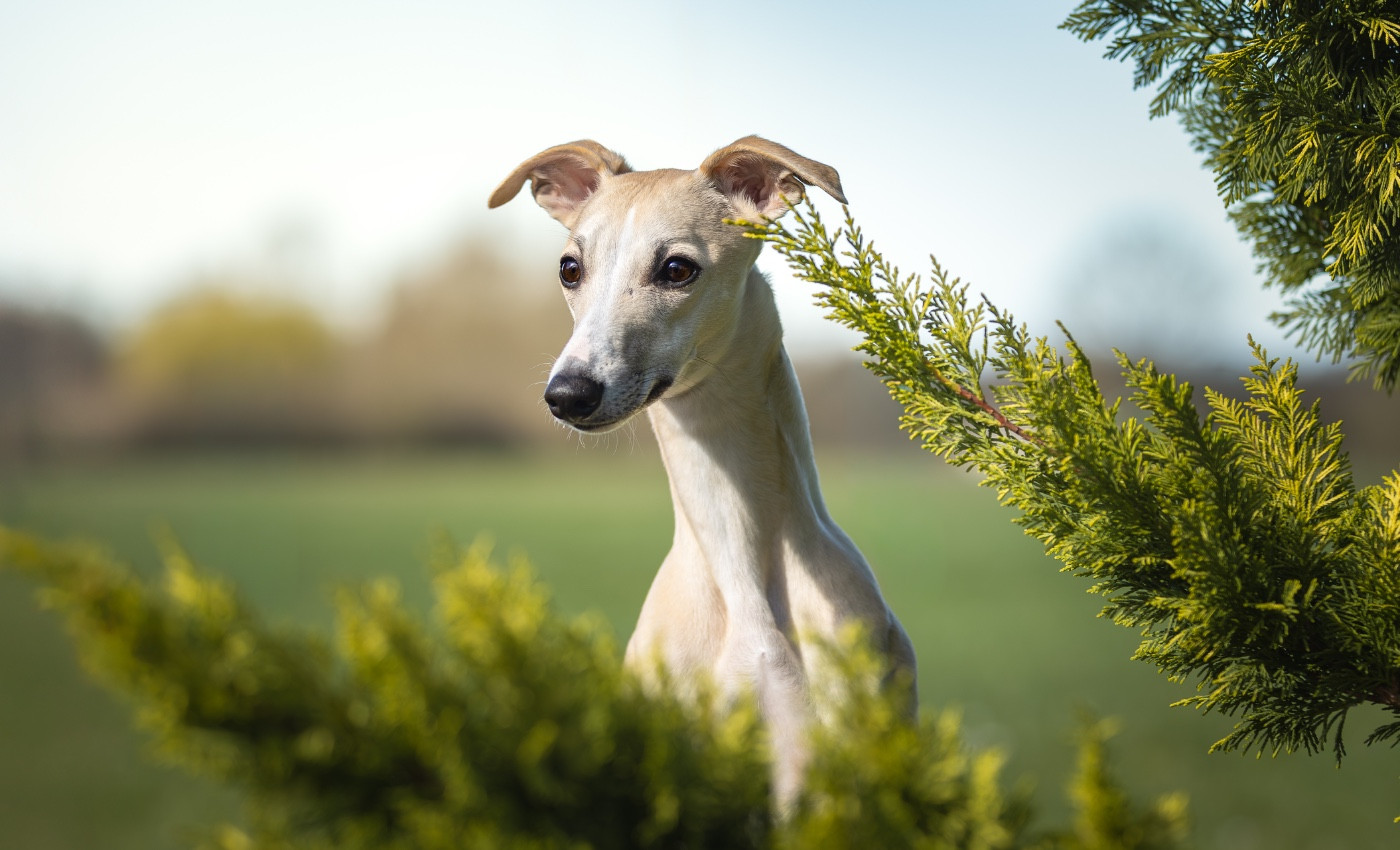 Publication : Zilcis