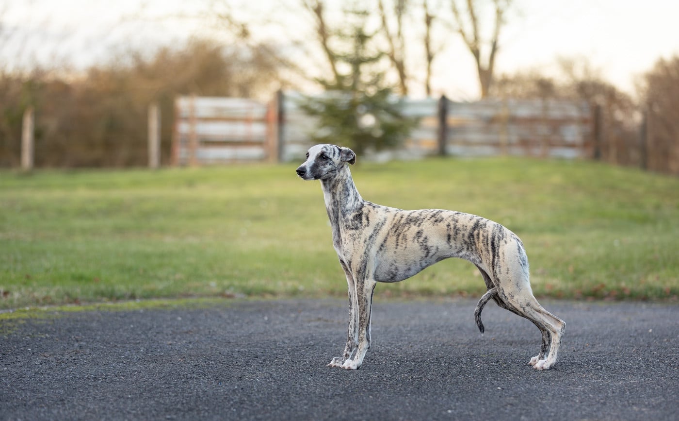 Publication : Zilcis