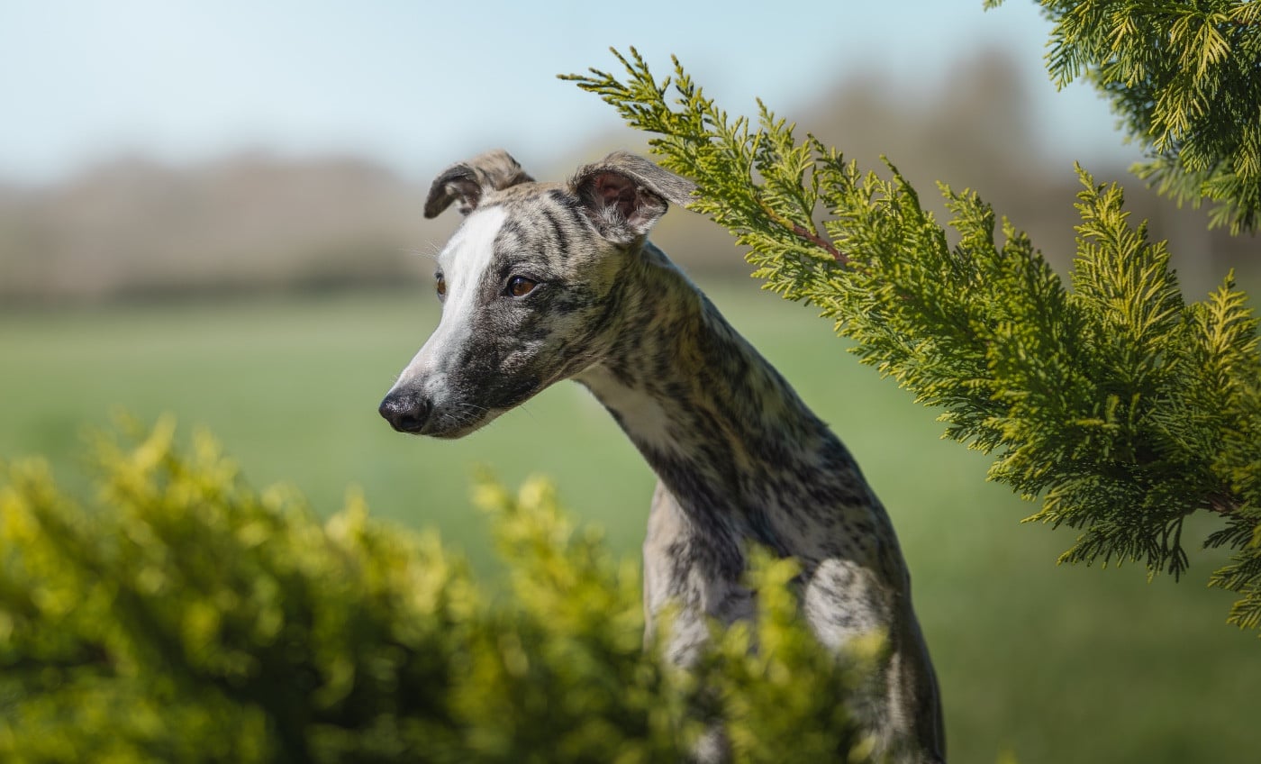 Publication : Zilcis