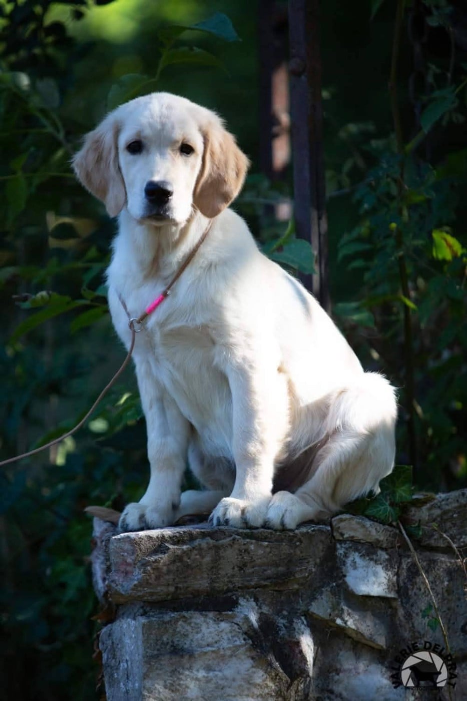 Tout le bonheur du monde dite SEATTLE des Alten de la Burgerie