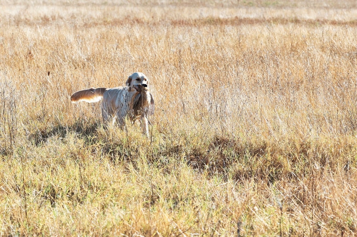 Tout le bonheur du monde dite SEATTLE des Alten de la Burgerie