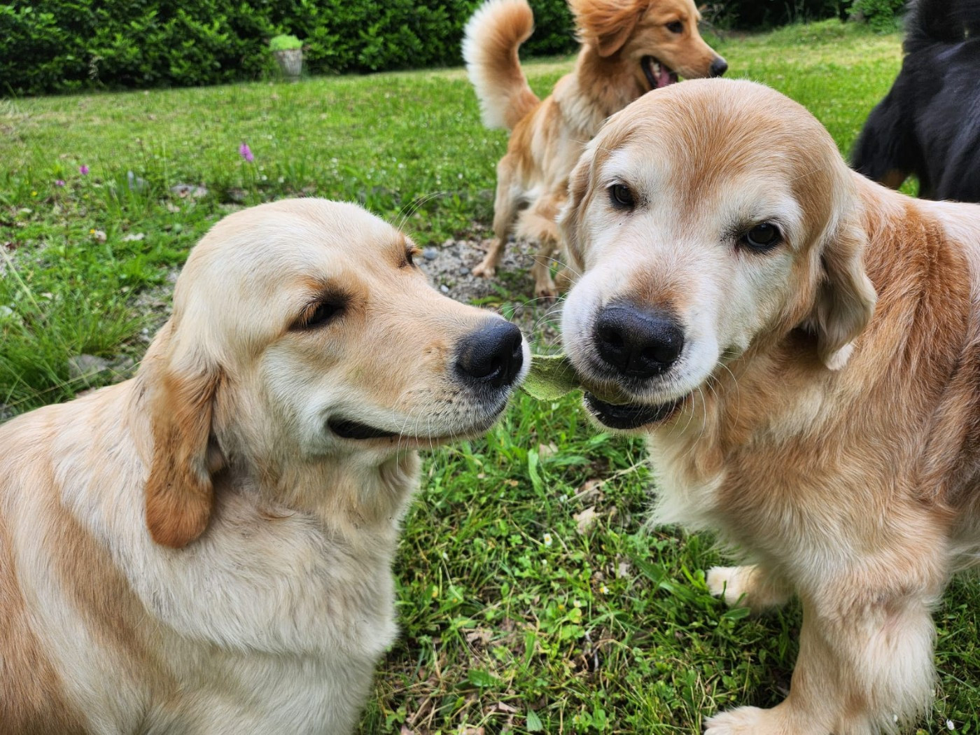 Tout le bonheur du monde dite SEATTLE des Alten de la Burgerie