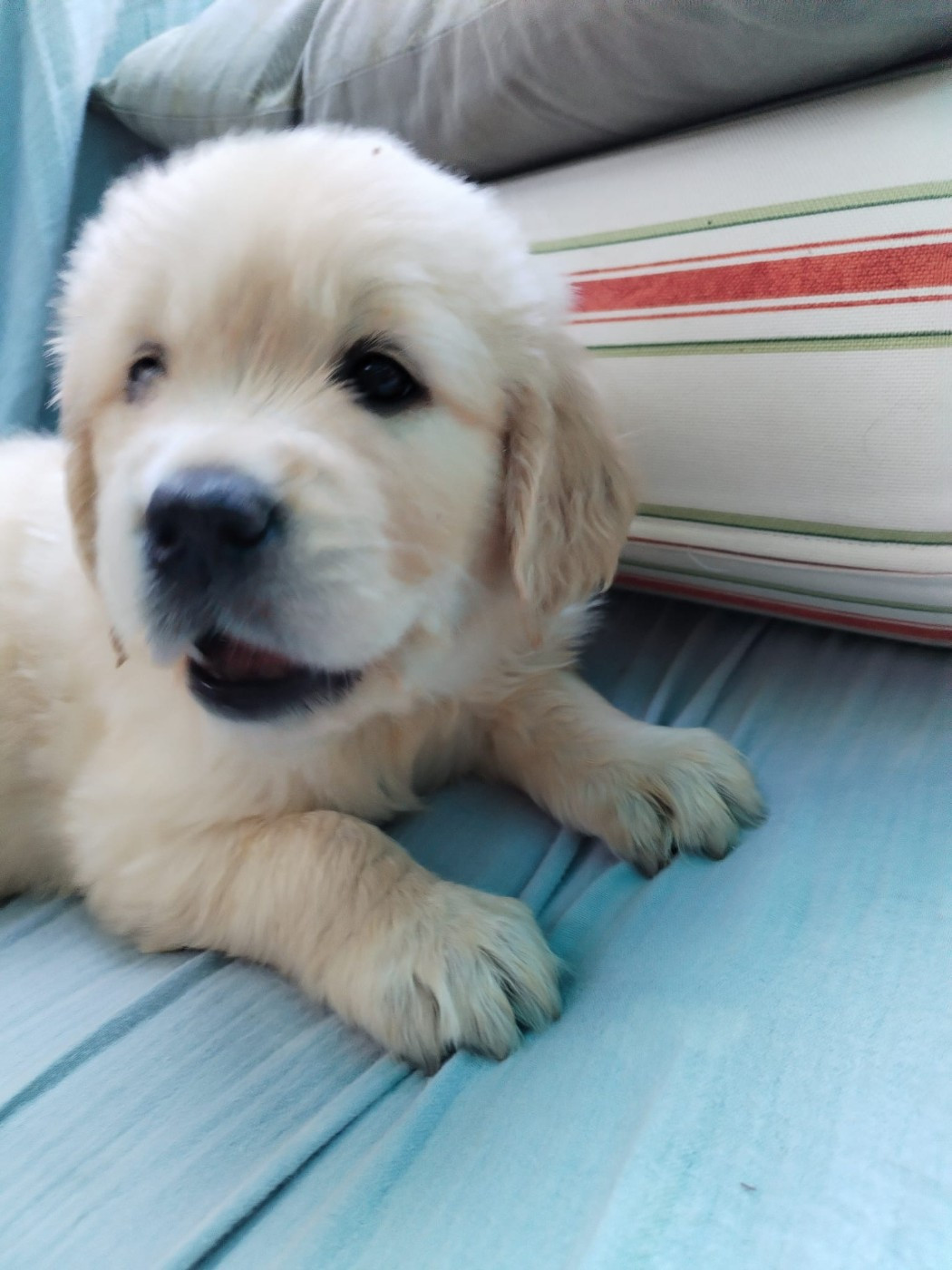 Mr BLEU