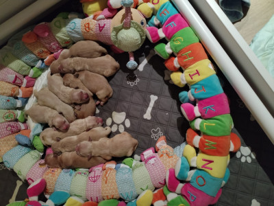 Les chiots de Golden Retriever