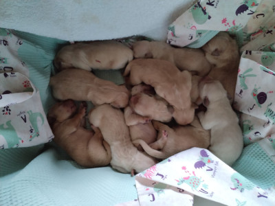Les chiots de Golden Retriever
