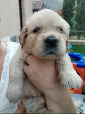 Les chiots de Golden Retriever