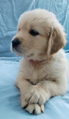 Les chiots de Golden Retriever