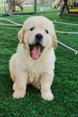 Les chiots de Golden Retriever