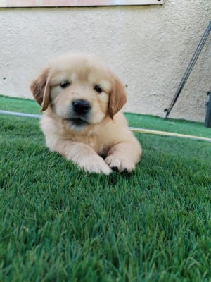 Les chiots de Golden Retriever