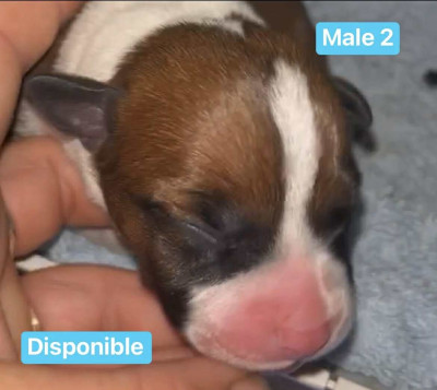 Les chiots de Staffordshire Bull Terrier