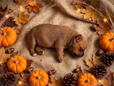 Les chiots de Staffordshire Bull Terrier