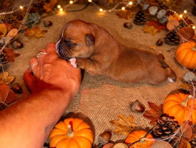 Les chiots de Staffordshire Bull Terrier